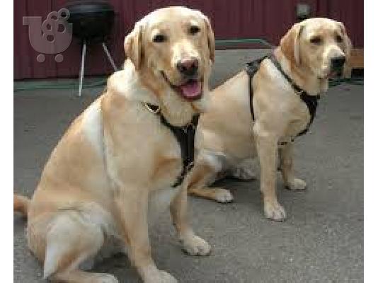 PoulaTo: Γκολντεν καθαροαιμο κουταβακι